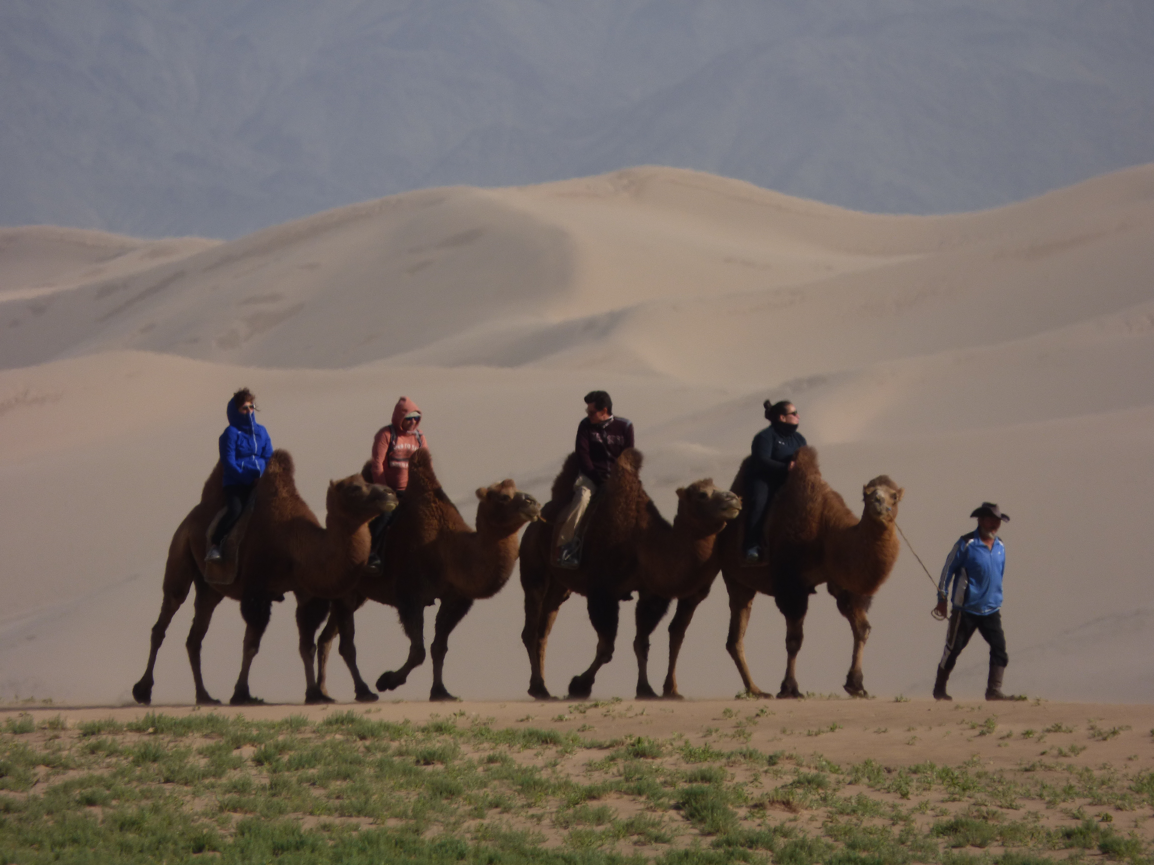 A camel caravan crossing the Khongor sand dunes of the Mongolian Gobi