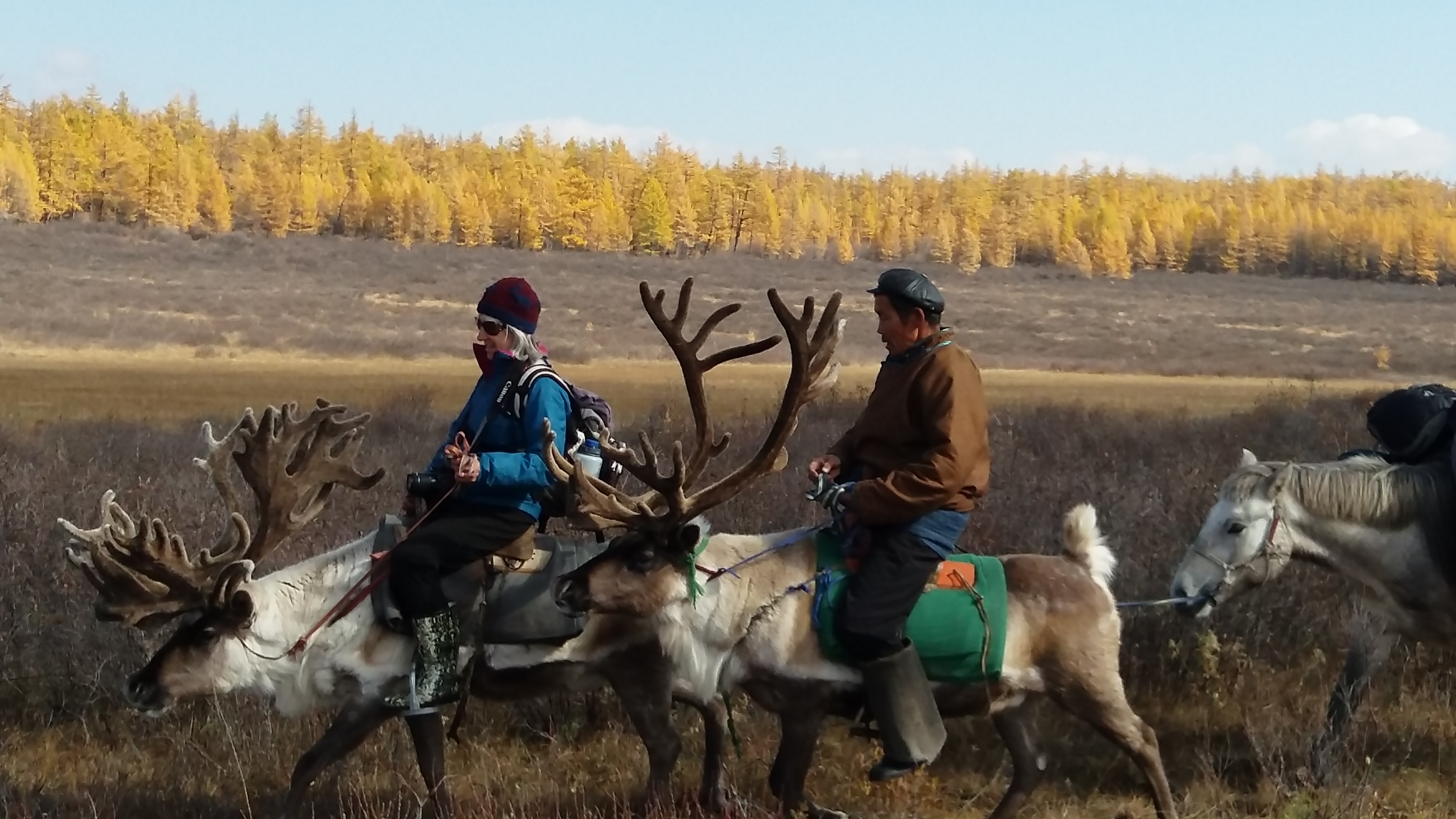 Travelers and Tsaatan herders riding reindeer through golden autumn taiga