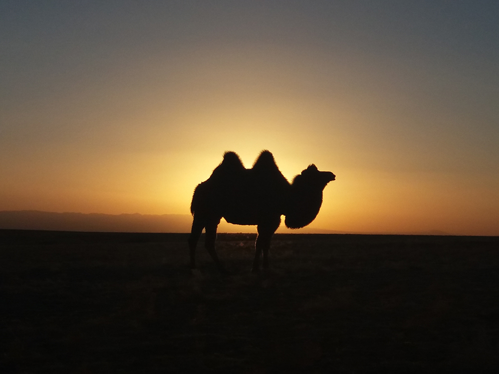 The gobi - Short tours