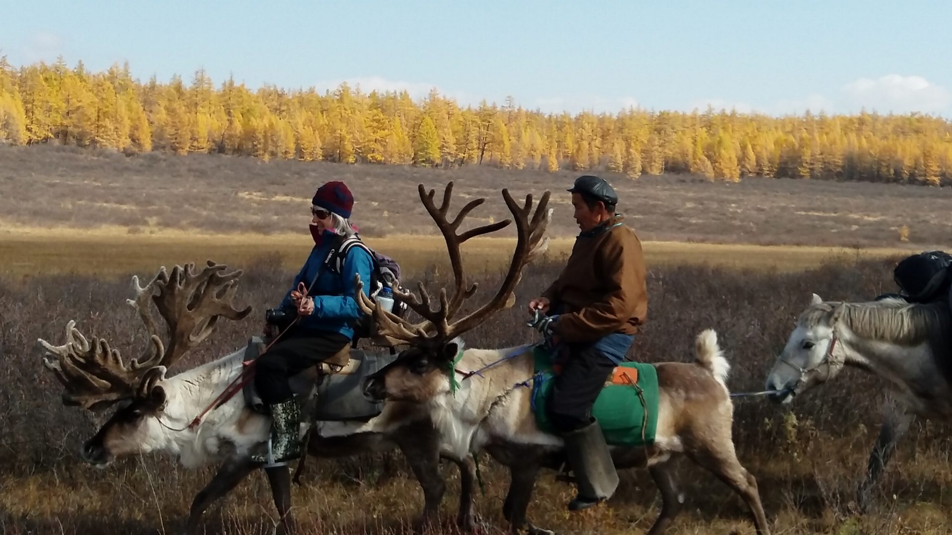 Travelers riding reindeer in autumn taiga